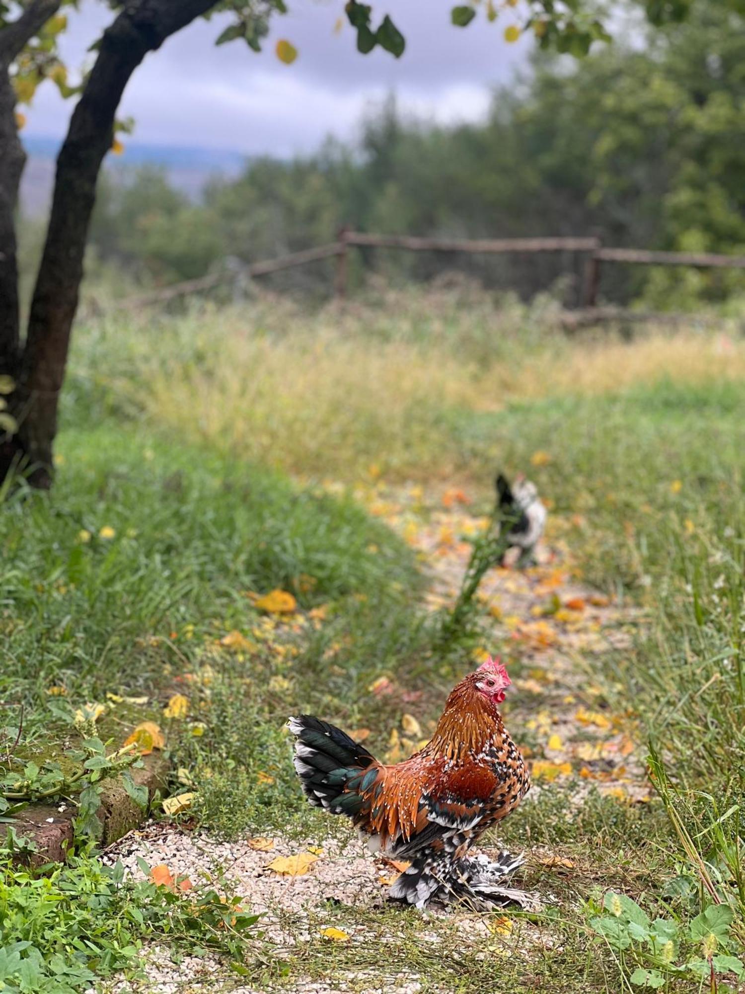 Loro Piceno Tenuta Gran Bosco מראה חיצוני תמונה