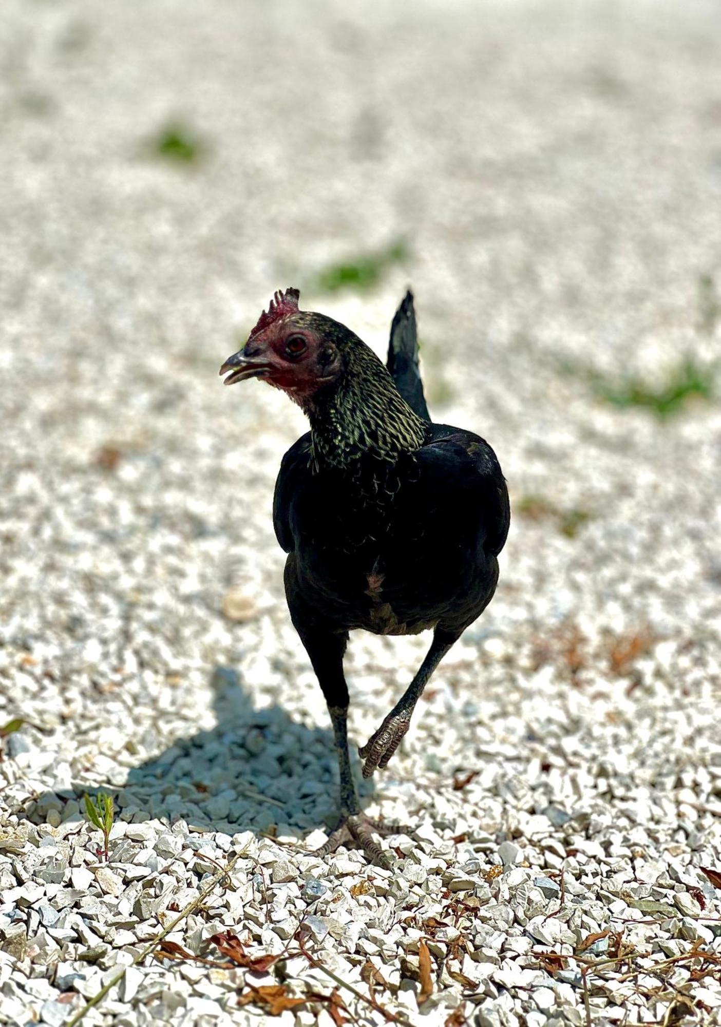 Loro Piceno Tenuta Gran Bosco מראה חיצוני תמונה