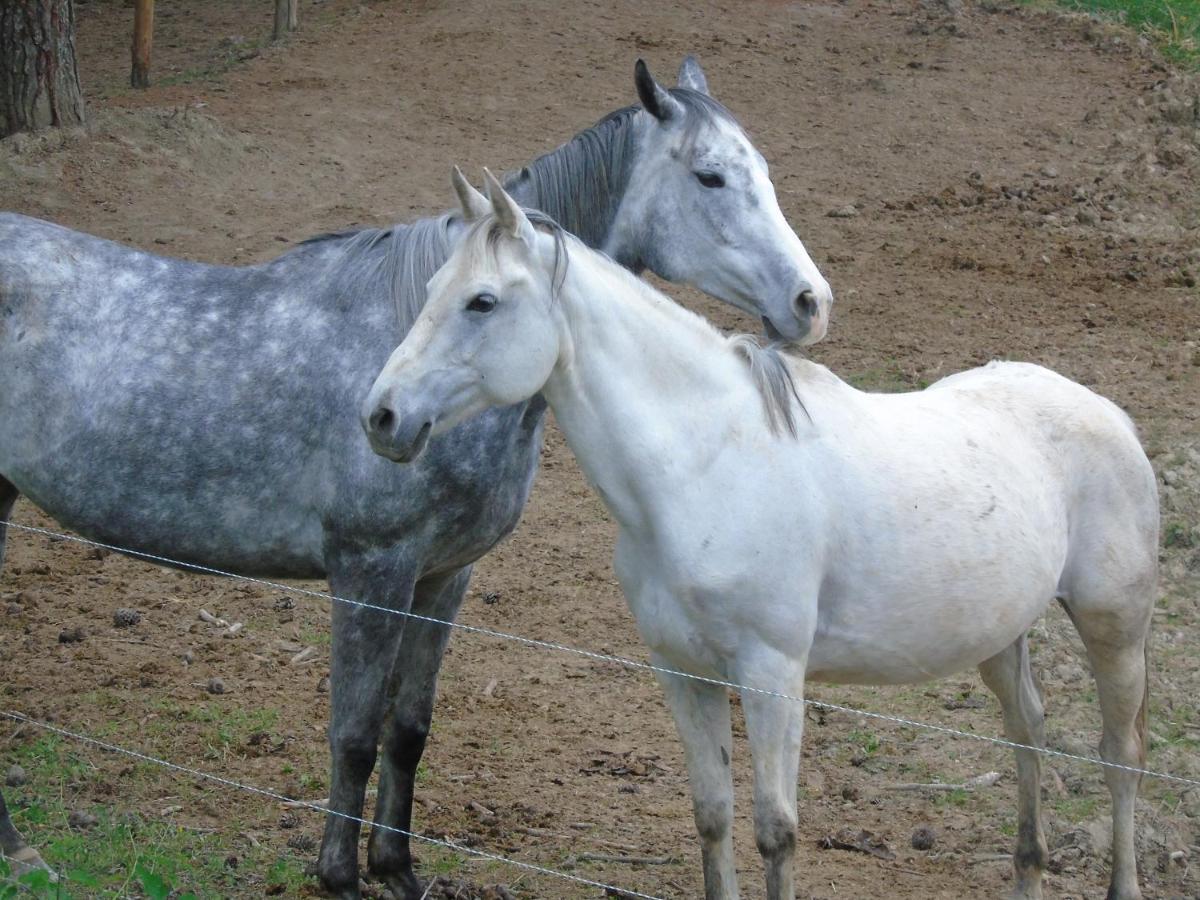Loro Piceno Tenuta Gran Bosco מראה חיצוני תמונה